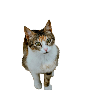 A Cute Tabby Cat Sitting Attentively On A Stone Pavement, Captured From Above. 16470 - Cat PNG image with transparent background